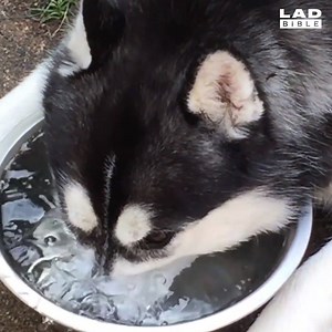 This husky just learned to blow bubbles and she's having the best time 😂 | LADbible