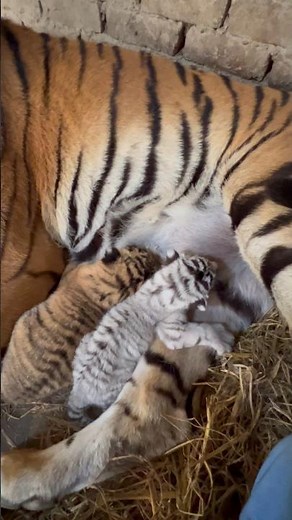 Series 87: Beautiful moments tiger mom and her cubs 😍🐯