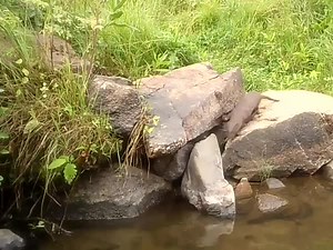 A day in the life of a mink at The Nature Conservancy's conservation preserve in northern Colorado 🐾 🎥 Trail camera footage by Fernando Boza & Andrew Bushnell/TNC | The Colorado Nature Conservancy