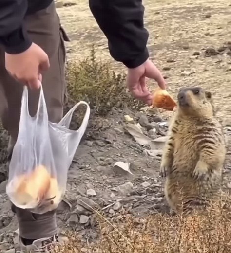 Marmot Screaming Compilation | Real Sound Reactions