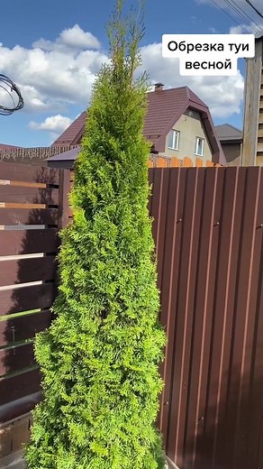 Landscaping Design: Pruning and Care Tips for Thuja Trees
