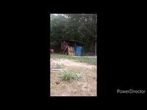 Breeding aggressive Females by Thy hand