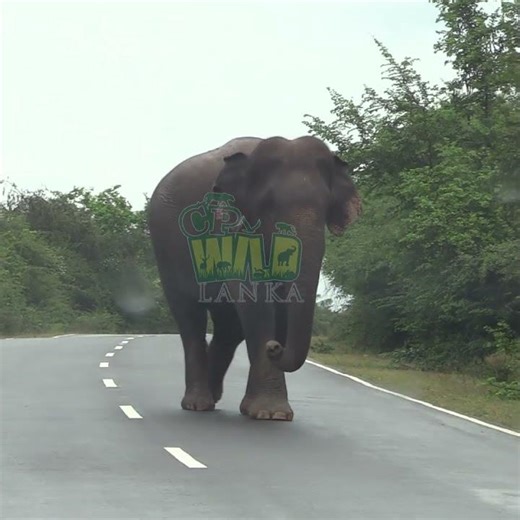 Wild Elephant Walks Out of Forest onto Main Road 🐘