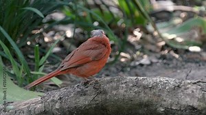 Bald cardinal during molting of feathers