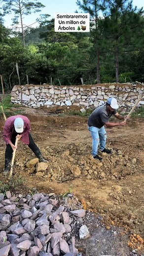 Sembraremos un millón de árboles y reforestaremos los bosques de nuestro país Honduras #betoreyes @JosueAguilar1617