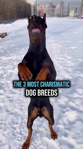 The 3 Most Charismatic Dog Breeds 🐶🗿 #siberianhusky #doberman #canecorso