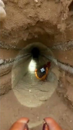 POV: African Burrowing Scorpion Navigates Its Underground Colony. #shorts