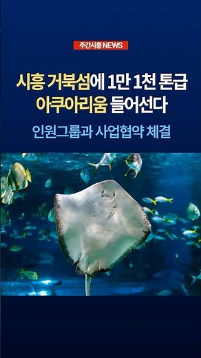 시흥 거북섬에 1만 1천 톤급 아쿠아리움 들어선다 #시흥시 #거북섬 #시흥아쿠아리움