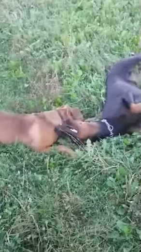 Dobermann trifft auf "Boxer" Mix