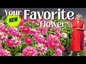 5 Easy Tips to Grow Zinnia Flowers | Zahara Double Raspberry Ripple