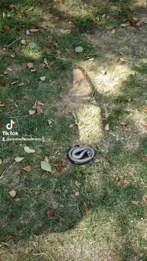 The Hognose plays dead when it gets scared. #snake #scared