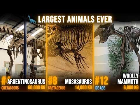 Largest Animals Ever on Earth — From Dinosaurs to Blue Whales