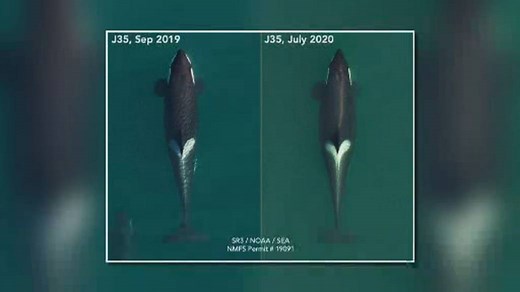 Orca that carried dead calf for 17 days is pregnant again