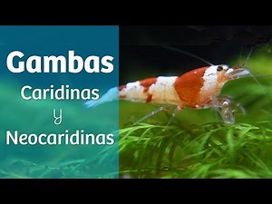 Gambas · Consejos para tu gambario 🦐