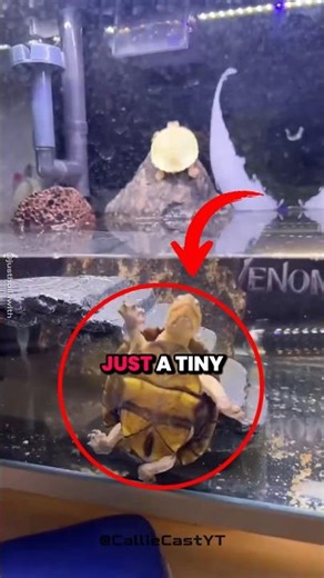 This Energetic Turtle Had a Big Secret! 🐢😳