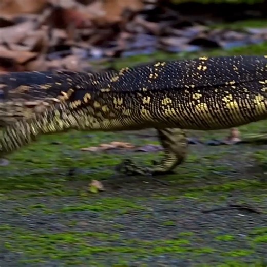Locally known as the Bayawak, the Philippine Water Monitor (𝑉𝑎𝑟𝑎𝑛𝑢𝑠 𝑚𝑎𝑟𝑚𝑜𝑟𝑎𝑡𝑢𝑠) is abundant in the Masungi Georeserve. Often seen sunbathing along streams and clearings, these remarkable reptiles help keep ecosystems in balance—showing us how thriving wildlife reflects a thriving forest. The proposed wind farm of @Vena Energy within the Masungi Karst Conservation Area will not only affect avian animals, but also terrestrial wildlife whose habitats will be disturbed by the projec