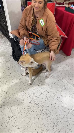 Adoption Event LIVE at Angel's Pet World until 2pm! 18 adoptable dogs are here looking for forever homes and lots of love! 💕 | Coco's Heart Dog Rescue