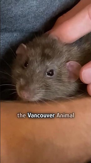 Two rats just love their people!