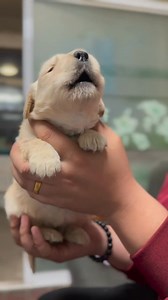 Golden baby 🩷 | Golden retriever