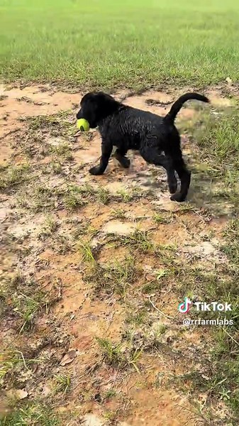Playful Black Lab Puppy Defies the Rules