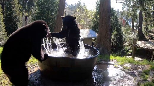 Playful moment rescued black bears cool off with springtime splash