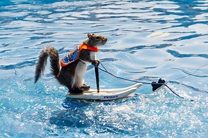 Mid-Michigan weekend events: County fairs, cider shops, movie marathons and nostalgia