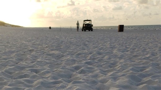 First sea turtle hatch of the season on Pensacola Beach sees 84 loggerheads reach Gulf
