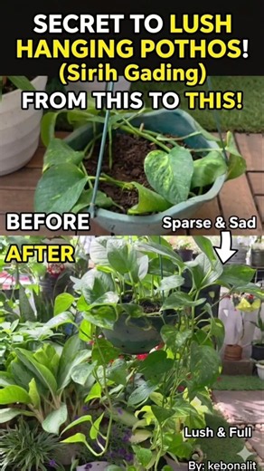 How to Revive Your Pothos Like a Pro! 🪴✨