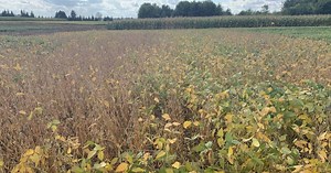 Soybean School: Managing uneven maturity at harvest