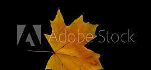 Animated pack of 16 autumn leaves on alpha channel. Each leaf appears, twirls, and drifts across the screen before disappearing, perfect for seasonal designs and motion graphics.