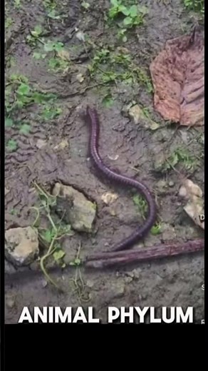Types of animal phylum explained #school #exam #animals #science #revision