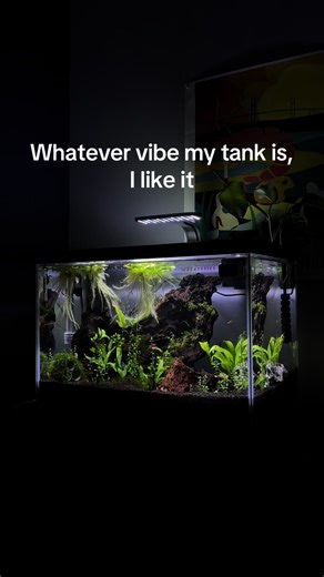 Shrimp Tank Vibes: Cherry and Rainbow Shrimp Care