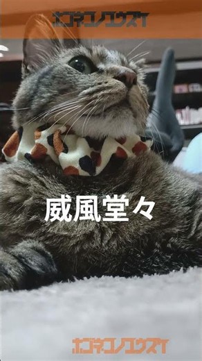 【保護猫】猫に首輪を装着する動画#猫のいる暮らし