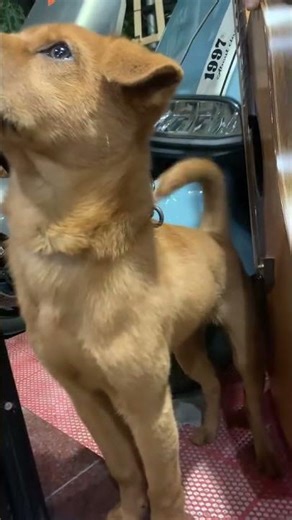 Dog appears to “play” guitar using its tail in Fujian, China