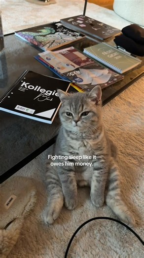 FOMO vs Sleep: The Cat Struggle