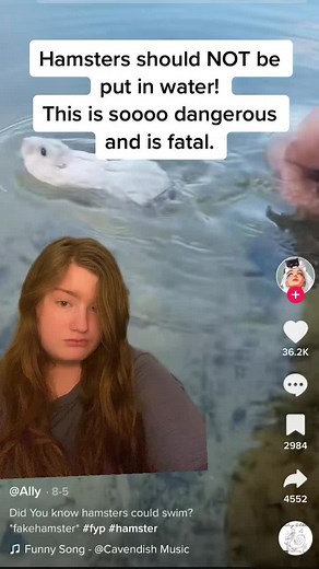 Why Hamsters Shouldn't Swim: Dangers & Proper Care