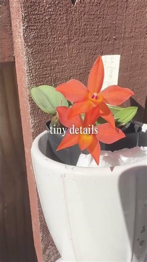 .This TINY Orange Orchid is Absolutely INSANE! 🔥😍 Cattleya cernua