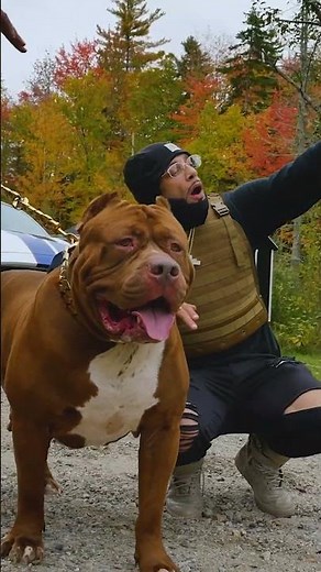Remembering Hulk 💚 #ytshorts #dogdynasty #hulk #pitbull #dogs #dogshorts #rip #pitbulls