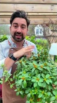 How to care for an Azalea plant #azalea #gardeningtips