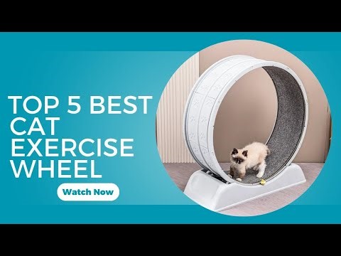Top 5 Best Cat Exercise Wheel in 2026 on AliExpress