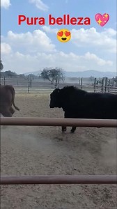 Look what you all have to say about these beautiful giants 💖😍