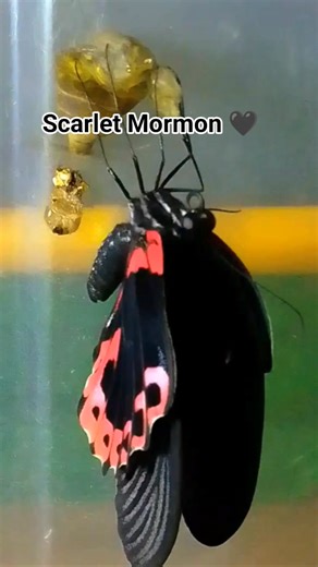 Scarlet Mormon Swallowtail or Papilio Rumanzovia ♥️🦋🖤🙏🤩 #fypシ #naturelovers #insects #inspiration #touristattraction #butterflygarden #butterflies | ArtFlies Butterfly Garden