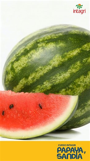 El rendimiento en papaya y sandía no depende solo del clima 🍉 La nutrición, el manejo del suelo y la sanidad marcan la diferencia entre una cosecha promedio y una rentable. 🌱 Productores y técnicos del sur de México enfrentan retos específicos que requieren manejo especializado en campo. Aprende más en el Curso INTAGRI en Producción de Papaya y Sandia 📅5 y 6 de marzo | 📍Puerto Escondido, Oaxaca | Intagri - Capacitación Agrícola