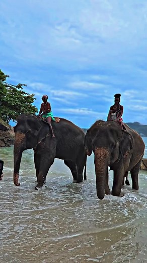🐘🐘 DM for reservations and inquiries 🌊 #elephantbeach #phuketbeach #elephantonthebeach #普吉岛 #大象海滩 #普吉海滩 #沙滩上的大家 ‎#فوكيت ‎#الفيل ‎#تايلاند #푸켓 #코끼리 #파통비치 #엘리펀트온더비치 #Пхукет #пляжслонов #пляжпхукета #слоннапляже #プーケット #象ビーチ #エレファント #象乗り #プーケット旅行 #プーケット女子旅