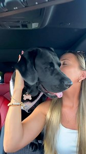 Guilty 🤷🏼‍♀️ #dogsoffacebook #labradorretriever #ilovemydog #fblifestyle | Livinlavitalexi
