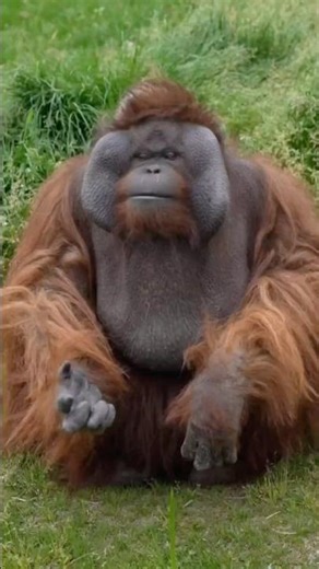 The Smartest Animal in the Jungle! #youtubeshorts #trendingshorts #shortvideo