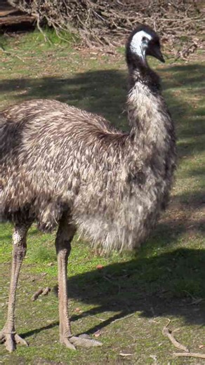 The earth shaking sound Australian emus use to dominate the outback