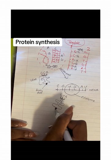 Understanding Protein Synthesis: Transcription and Translation