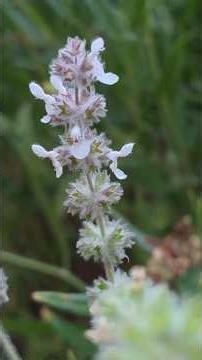 White Hedge Nettle (Stachys albins) Kennedy Meadows #sierranevada #mountains #plantidentification