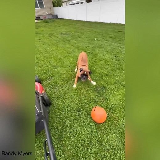 Trying to Mow With a Boxer | Boxer Dog Bonanza